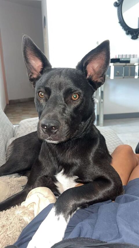 Chien TOBBY &agrave; l adoption 210 26250 Livron-sur-dr�me