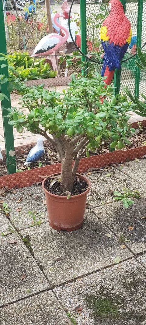 Arbre de jade 100 Bourgoin-Jallieu (38)