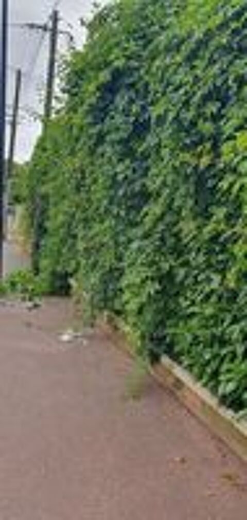   Elagage,abattage,tailles de haies,traitement de surfaces  