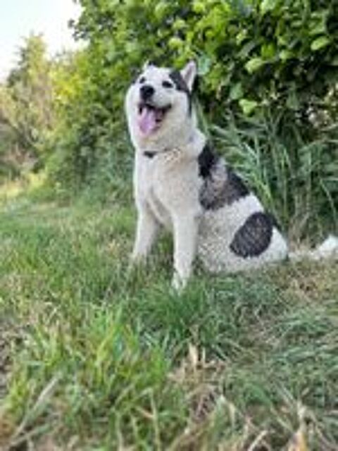   Chien YOUKI à l adoption 