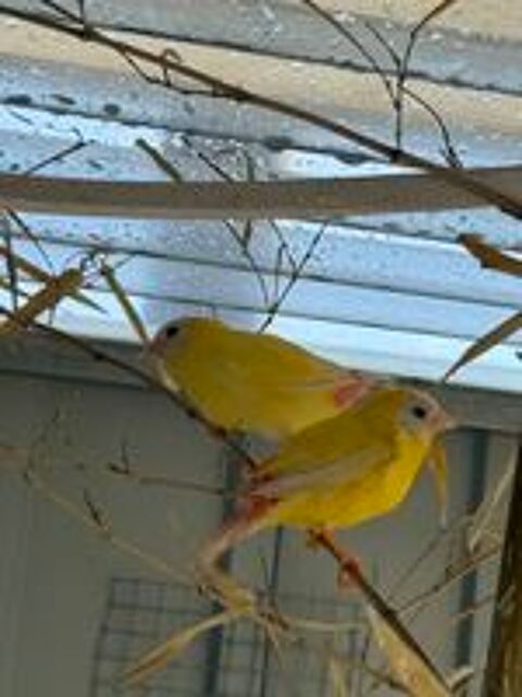   Oiseaux kittlitz jaune lutino  
