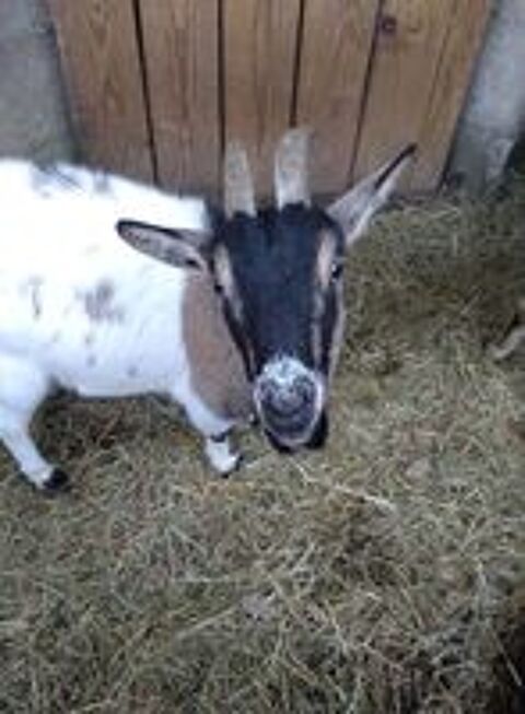   Sepultura, chèvre naine à adopter 