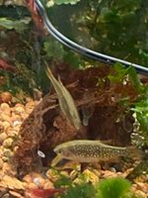   Poissons micro rasbora galaxy  