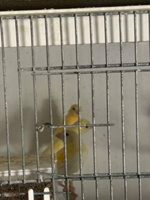   Canari , et divers exotique  