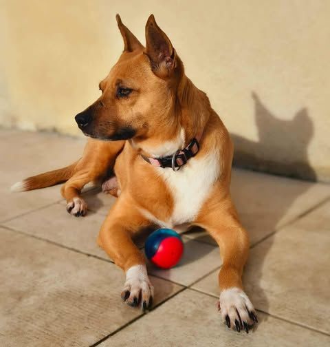 Madame LUCY 350 78100 Saint-germain-en-laye