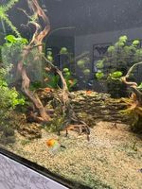   aquarium avec la totalité de ce qu'il y a l'intérieur. 