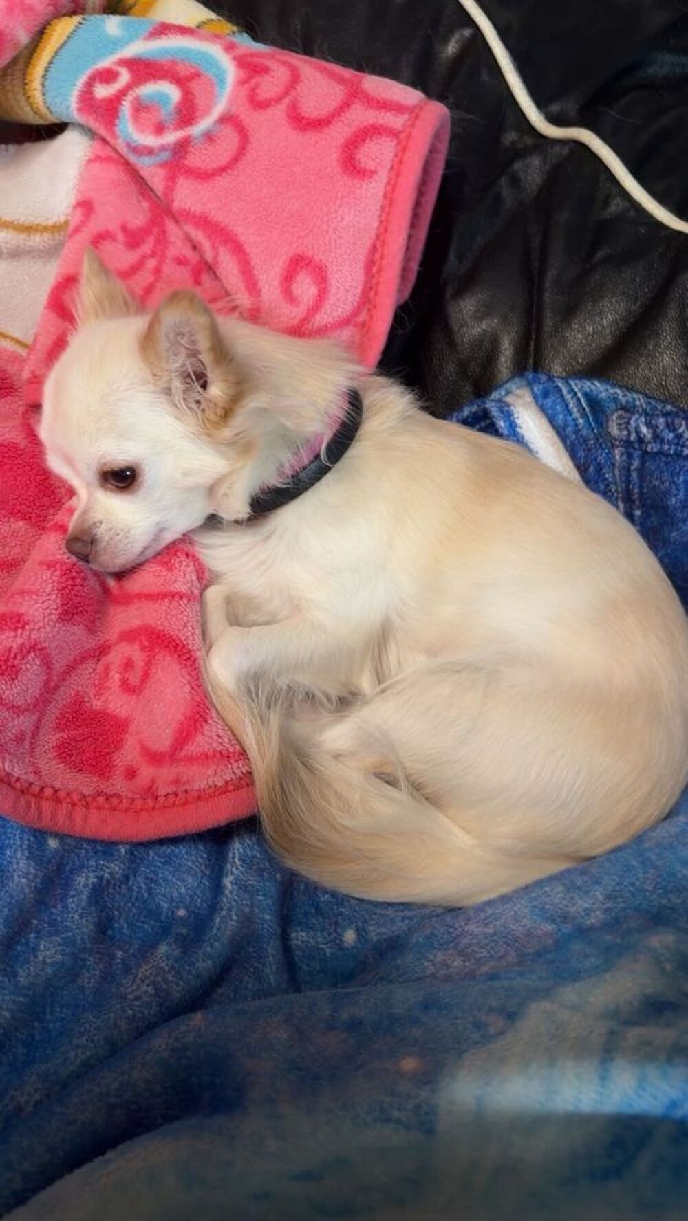   Chihuahua femelle 