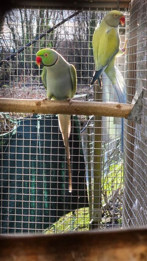 couple perruche collier mutation adultes 250 65390 Aurensan