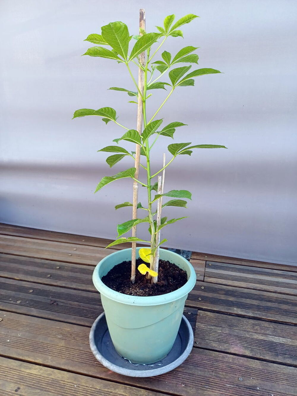 Majestueux BAOBAB hauteur 85cm Jardin
