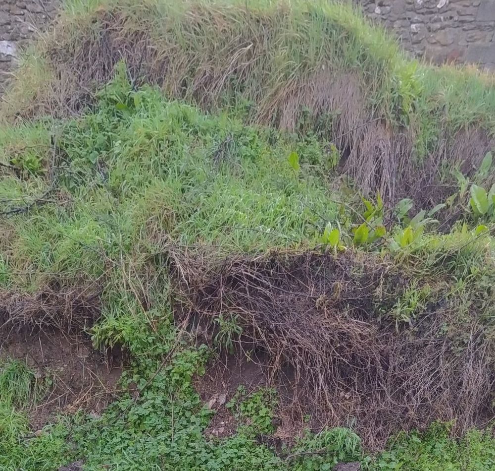 Terre v&eacute;g&eacute;tale Jardin