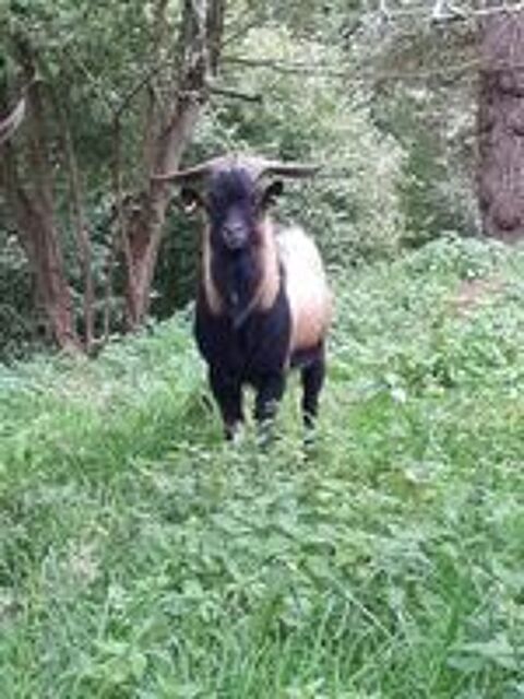   Themis, bouc nain type alpin à adopter 