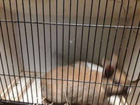    Lapin nain 