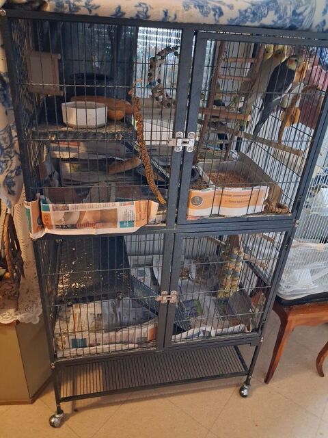 oiseaux plus cage. 200 95300 Pontoise