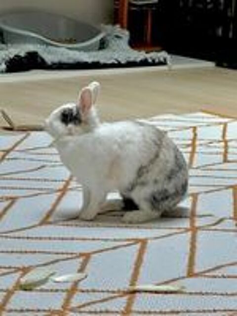   Lapin NALA à l adoption 