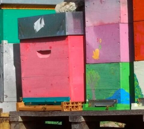 Essaim 2025, abeilles,Ruche Dadant 200 07110 Chassiers