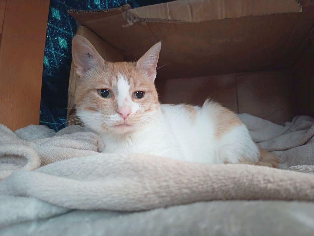   SYDNEY, jolie chatte rousse et blanche 