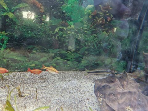 Poisson eau douce 10 32460 Le houga