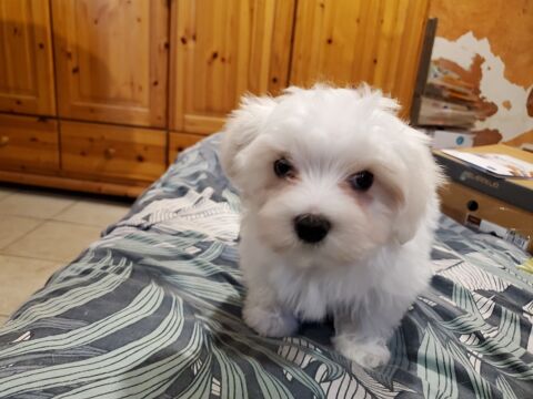 Magnifiques Chiots Bichons Maltais. 900 74490 Saint-jeoire