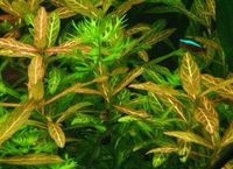   Plante d'aquarium 