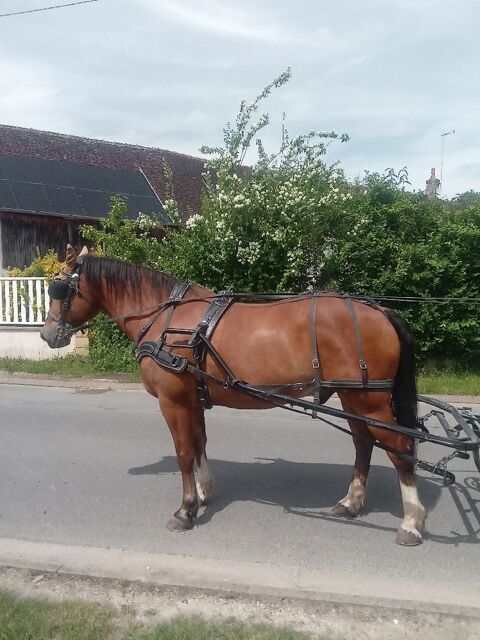 Cheval pour attelage de loisir 1500 77114 Herm�