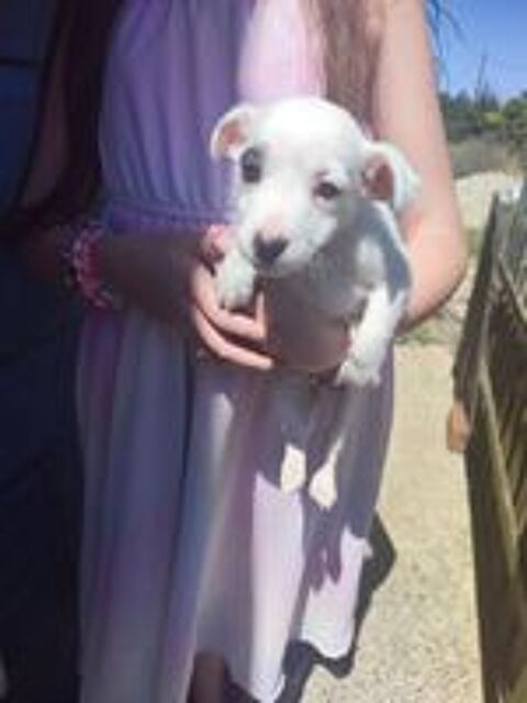   Chiots Jack Russel  