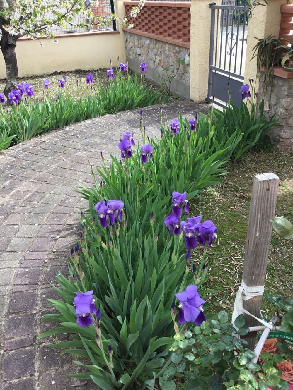 Tr&egrave;s beaux iris bleus /violets &agrave; replanter avec leurs bulbes Jardin