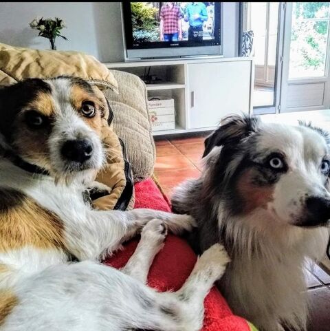 Garde familiale  pour chiens 12 84100 Orange