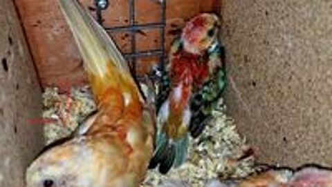   Perruche Croupion Couple repro  