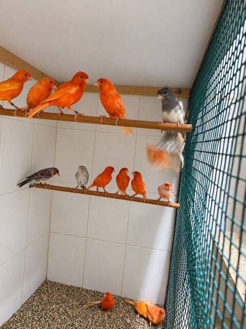 Canaris couleurs 31600 Muret