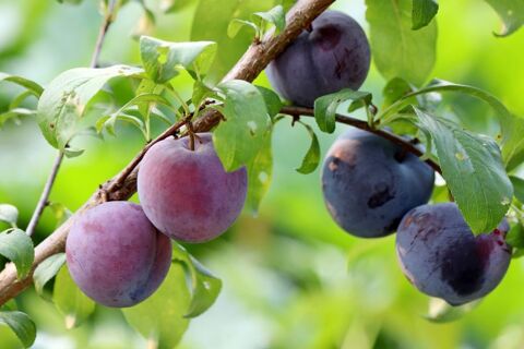2,5 kg de prunes violettes de verger non traité Fretterans (71)