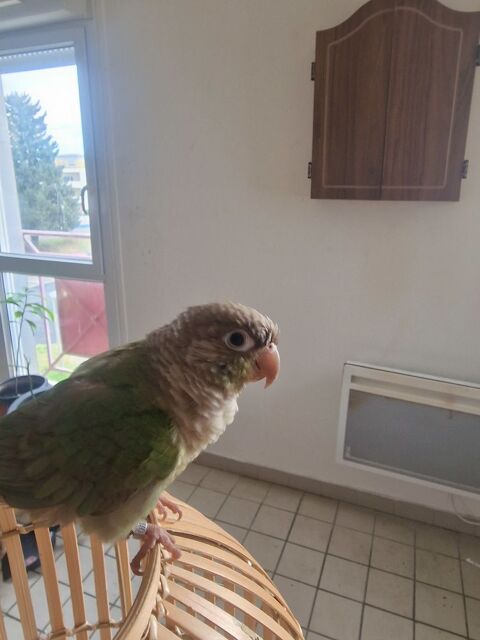 conure à joue verte apprivoiser 200 