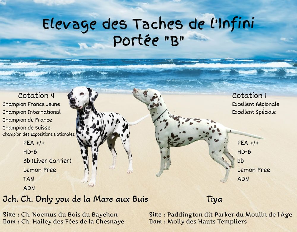   chiots Dalmatien 