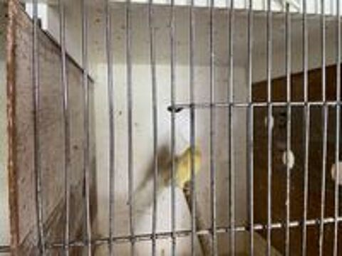   Canaris  