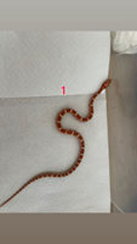   Pantherophis ultramel het scaleless 