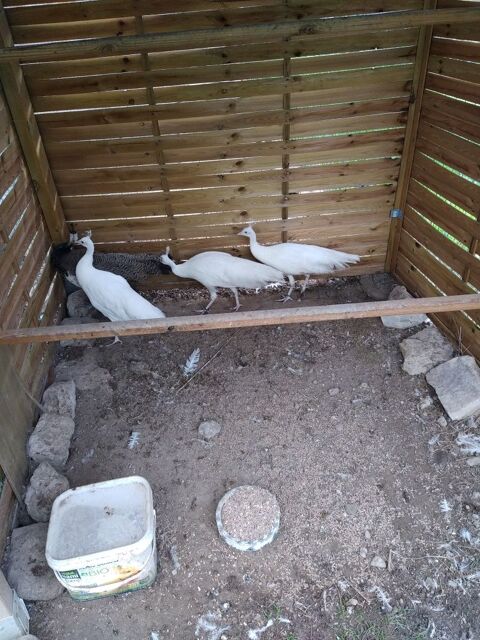 paons bleu blanc 80 83330 Le beausset