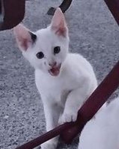   adorable chaton mâle blanc de 2 mois 