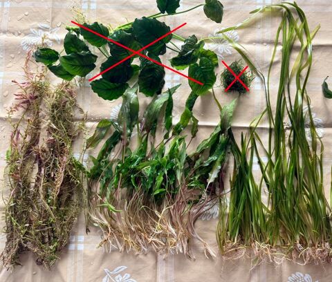 Plantes d'Aquarium : 18x Rotala Red, 40x Cryptocoryne, 40x V 1 67170 Brumath