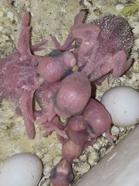 des perruches ondul&eacute;e tous &acirc;ges 30 93120 La courneuve