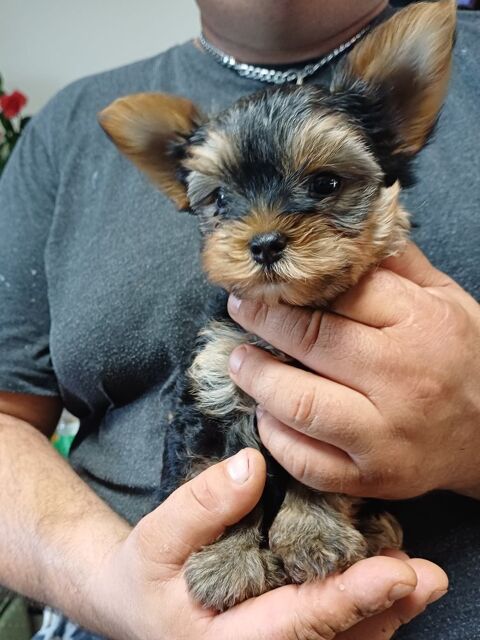 Chiots  yorkshire  950 31800 Saint-gaudens