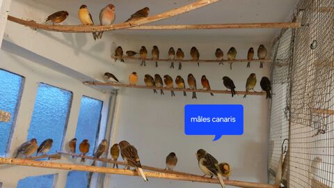 passion canaris 45 Orchies (59)