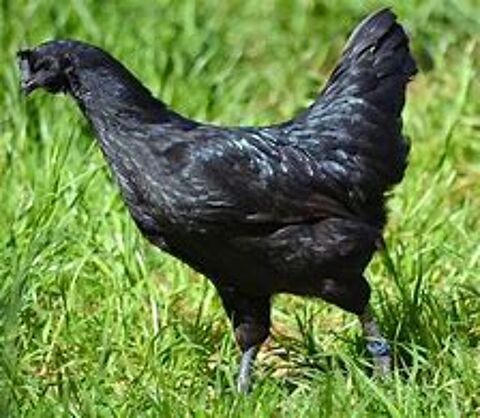 Poule ayam cemani idée cadeau anniversaire, fêtes des mères 34 77540 Courpalay