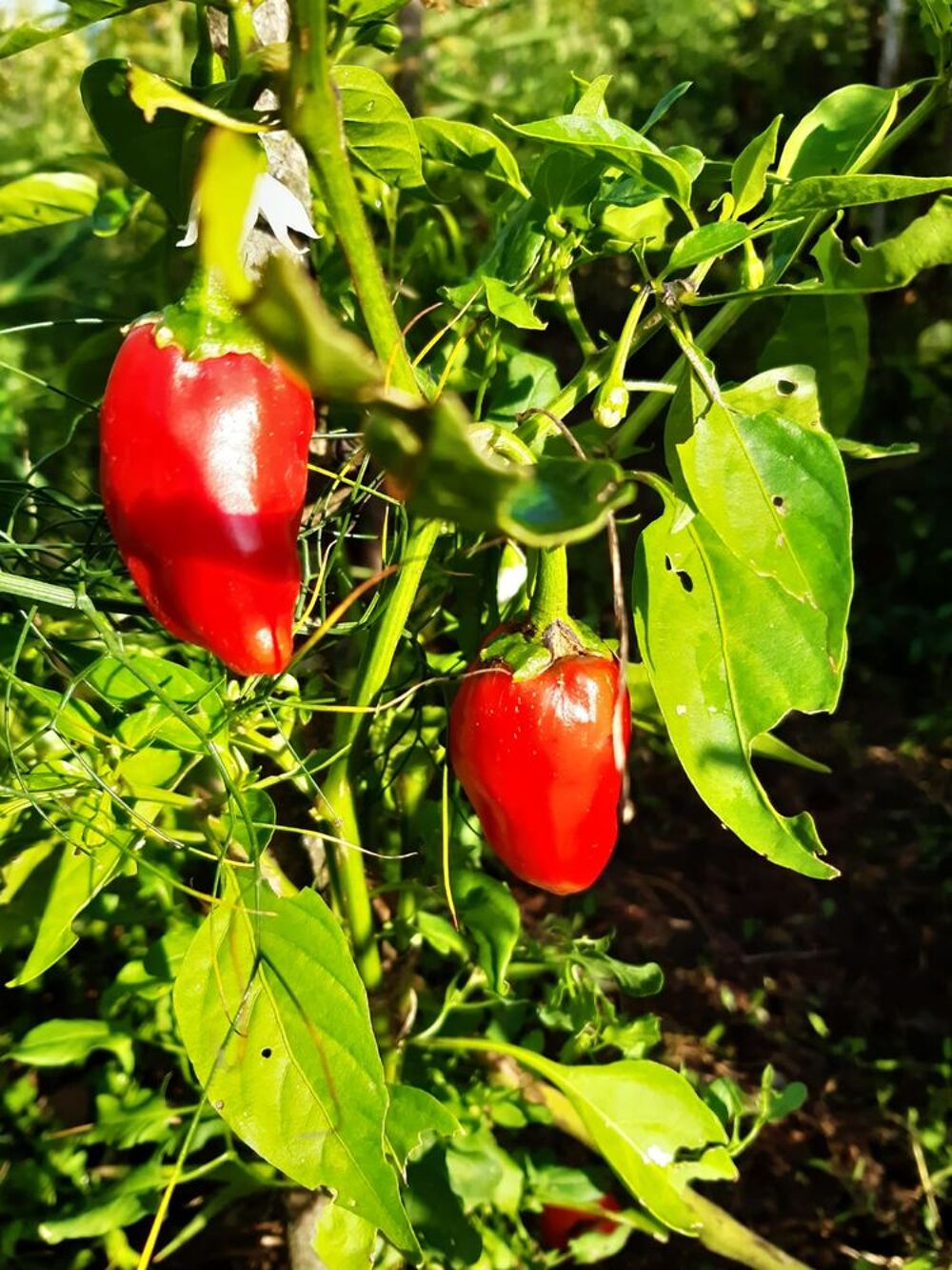 Graines de Piment de la Bresse Jardin