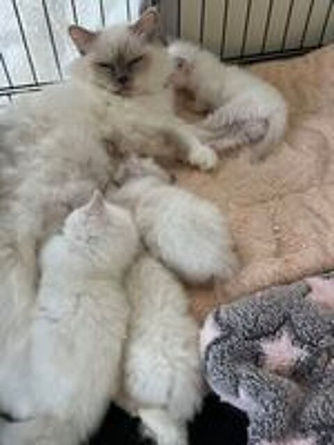   Chaton type sacr Birmanie  