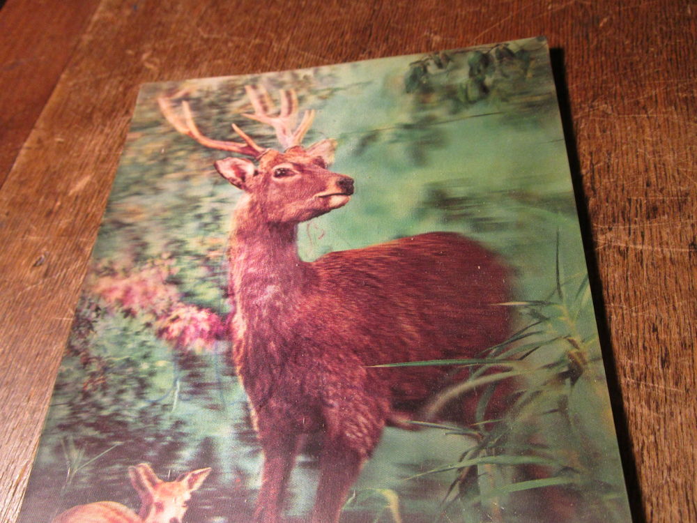 VIEILLE CARTE POSTALE EN RELIEF 3D"FAON+CERF" 