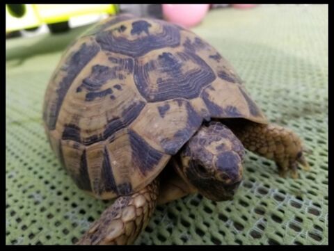 Tortue Graeca m&acirc;le/ femelle. 170 83300 Draguignan