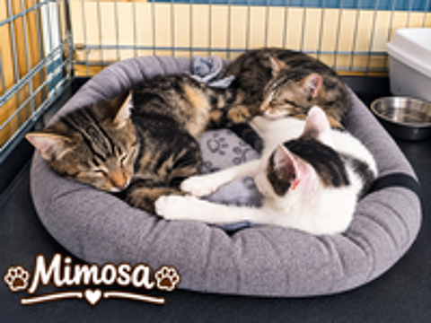   3 chatons ont besoin d'une famille 