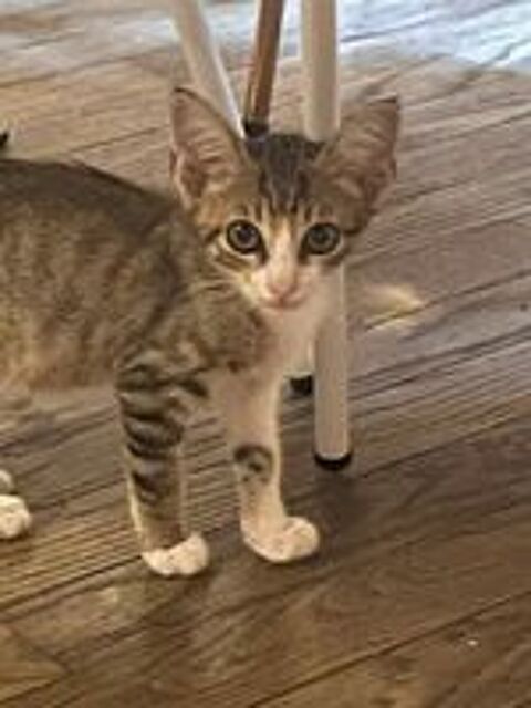   Chat DANTES à l adoption 