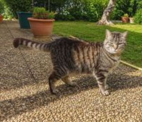   Violette chatte calme et caline cherche panier retraite 