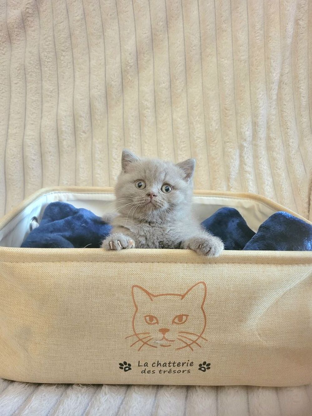   Chaton british shorthair  
