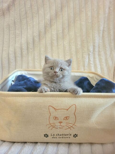 Chaton british shorthair 1090 59230 Saint-amand-les-eaux